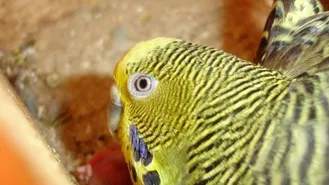 Ha nacido Gominola^^